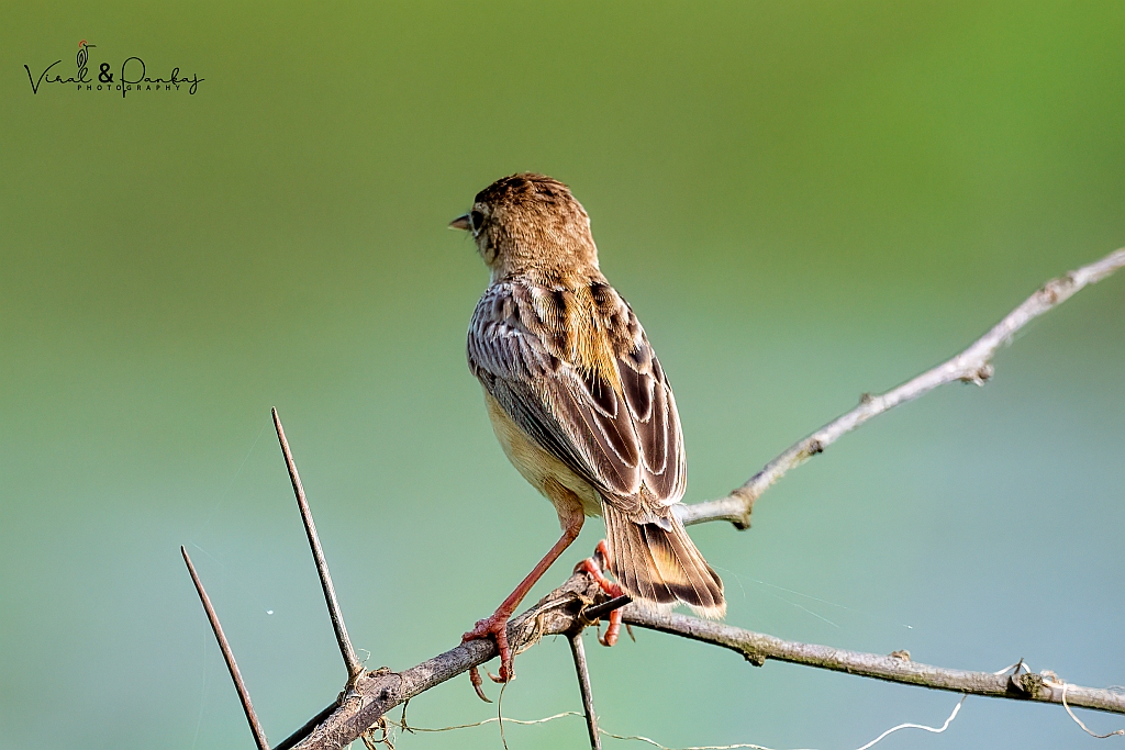 Zitting Cisticola
